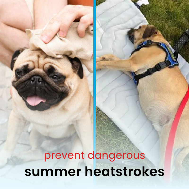 dog cooling mat